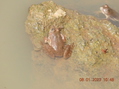 Euphlyctis cyanophlyctis