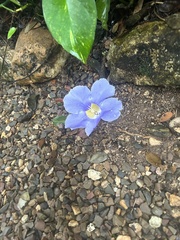 Thunbergia grandiflora