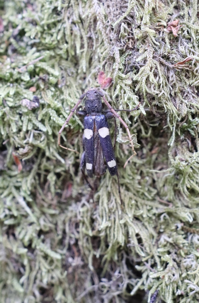 Maripanus quadrimaculatus