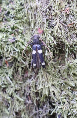 Maripanus quadrimaculatus