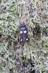 Maripanus quadrimaculatus