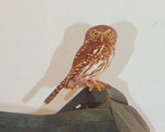 Glaucidium perlatum