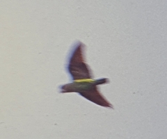 Poicephalus fuscicollis suahelicus