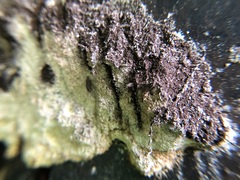 Nectriopsis violacea