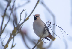 Bombycilla garrulus