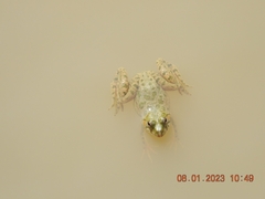 Euphlyctis cyanophlyctis