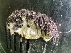 Nectriopsis violacea