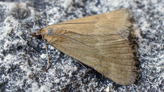 Pyrausta aerealis