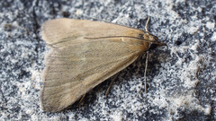 Pyrausta aerealis