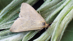 Pyrausta aerealis