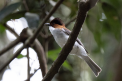 Hemixos castanonotus