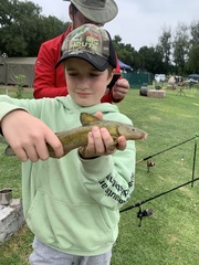 Austroglanis sclateri