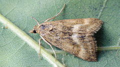Pyrausta aerealis