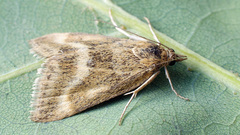 Pyrausta aerealis