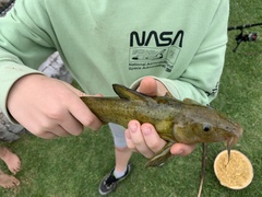 Austroglanis sclateri