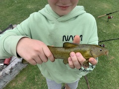 Austroglanis sclateri