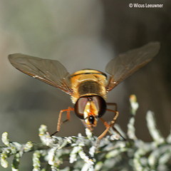 Episyrphus trisectus