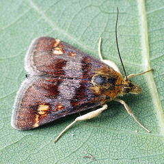 Pyrausta porphyralis