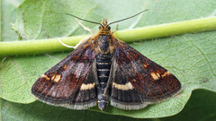 Pyrausta porphyralis