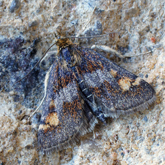 Pyrausta porphyralis
