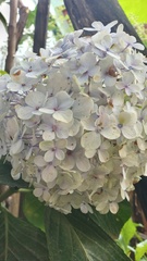Hydrangea macrophylla