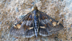 Pyrausta porphyralis