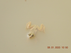 Euphlyctis cyanophlyctis