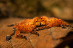 Heteropoda davidbowie