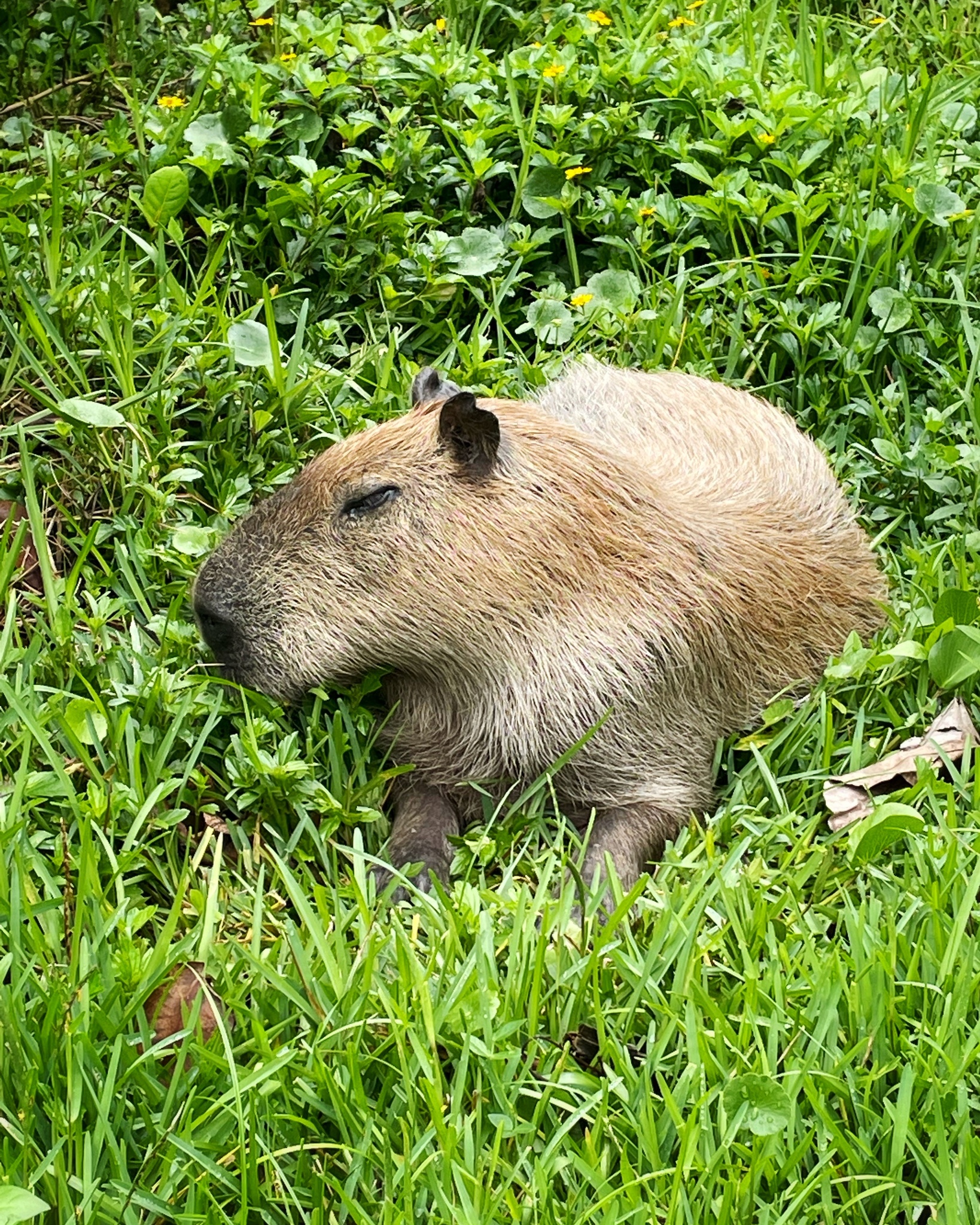 Hydrochoerus hydrochaeris (Linnaeus, 1766)