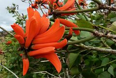 Erythrina variegata