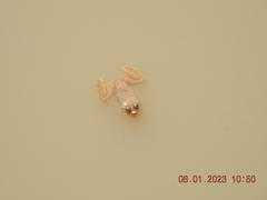 Euphlyctis cyanophlyctis