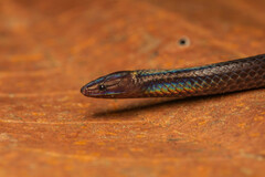 Pseudorabdion collaris