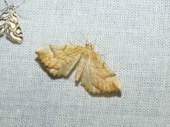 Eulithis mellinata