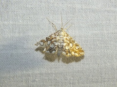 Elophila nymphaeata