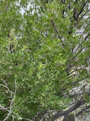 Fraxinus greggii