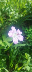 Geranium wlassovianum