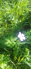 Geranium wlassovianum