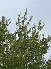 Fraxinus greggii