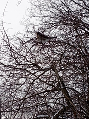 Turdus pilaris