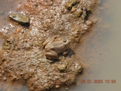 Euphlyctis cyanophlyctis