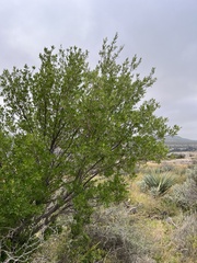 Fraxinus greggii
