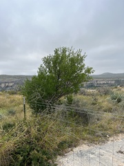 Fraxinus greggii