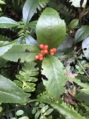Sarcandra glabra