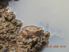 Euphlyctis cyanophlyctis