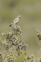 Galerida magnirostris magnirostris
