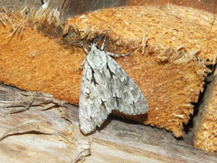 Acronicta cuspis
