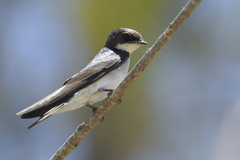 Hirundo dimidiata