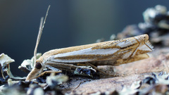 Crambus pratella