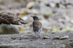 Turdus pallidus