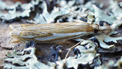 Crambus pratella